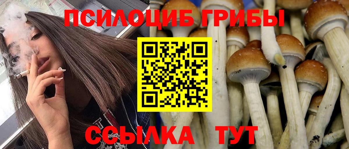 Псилоцибиновые грибы Cubensis  цены   Майкоп  Вход с VPN 